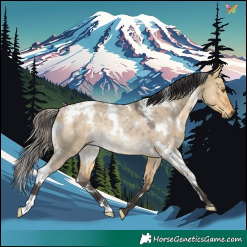Horse Color:White Spotted Buckskin Roan Dun Rabicano