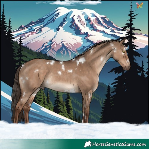 Horse Color:White Spotted Liver Red Dun Rabicano 