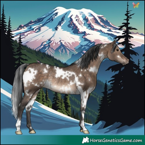Horse Color:White Spotted Brown Dun Rabicano