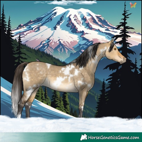 Horse Color:White Spotted Buckskin Dun