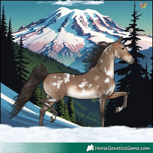 Horse Color:White Spotted Bay Dun Rabicano 