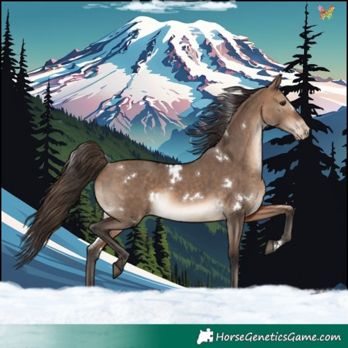 Horse Color:White Spotted Bay Dun Appaloosa 