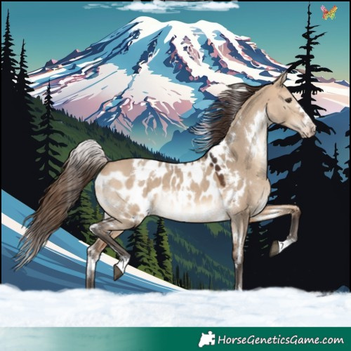 Horse Color:White Spotted Bay Dun Appaloosa 