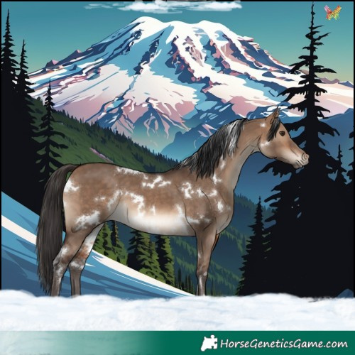 Horse Color:White Spotted Bay Dun