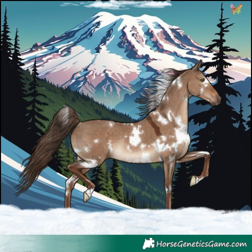 Horse Color:White Spotted Liver Red Dun Rabicano 