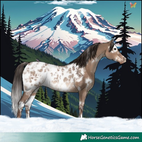 Horse Color:White Spotted Liver Red Dun Ice Splash Appaloosa Rabicano