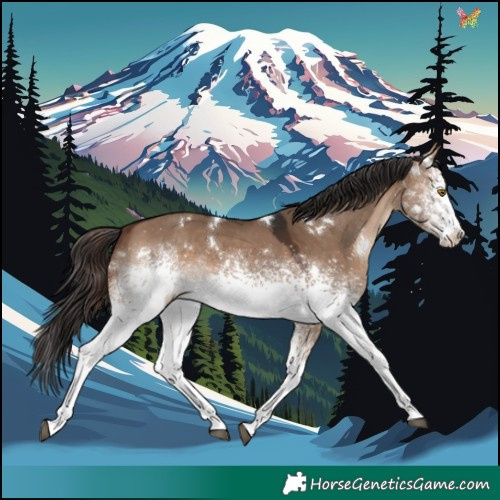 Horse Color:White Spotted Brown Dun Rabicano