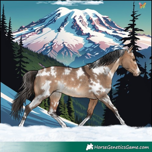Horse Color:White Spotted Bay Dun Rabicano 