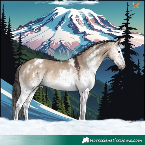Horse Color:White Spotted Brown Dun Rabicano