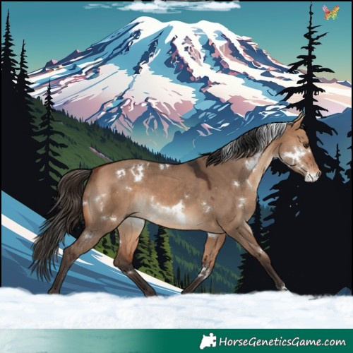 Horse Color:White Spotted Bay Dun 