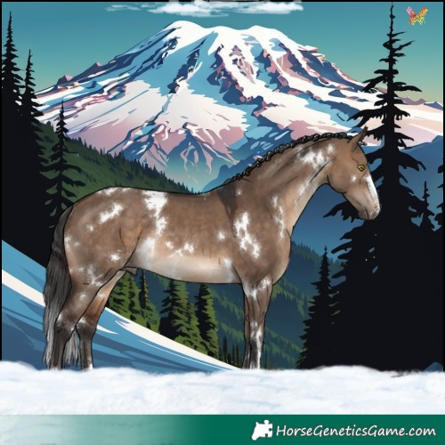 Horse Color:White Spotted Brown Dun Rabicano