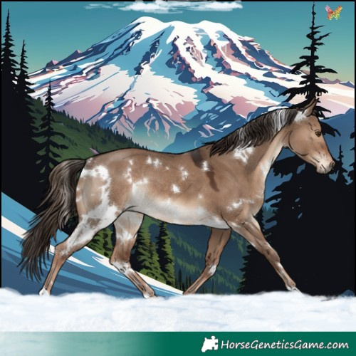 Horse Color:White Spotted Liver Red Dun Rabicano 
