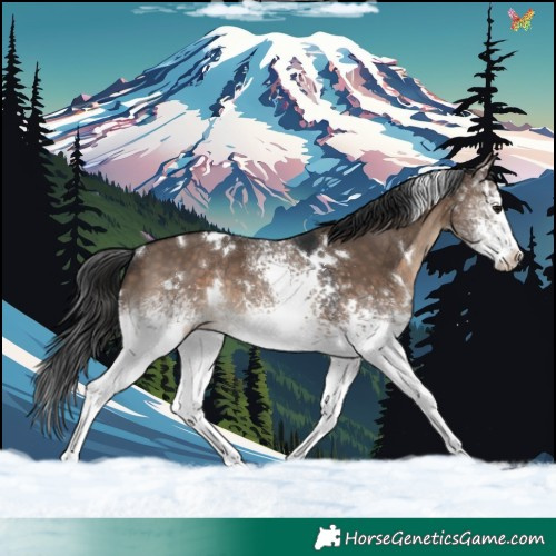 Horse Color:White Spotted Brown Dun Rabicano 