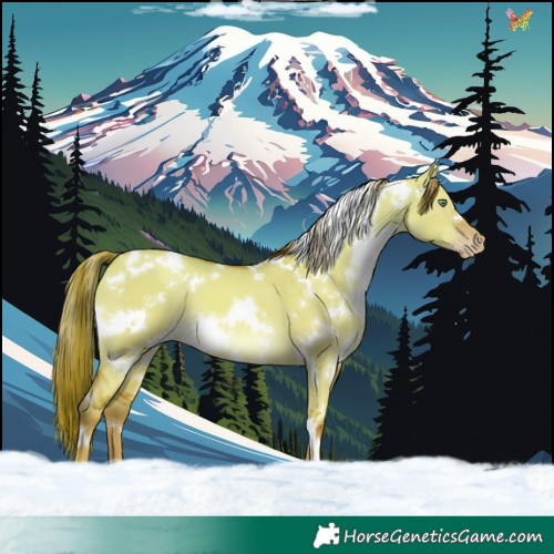 Horse Color:White Spotted Gold Champagne Dun 
