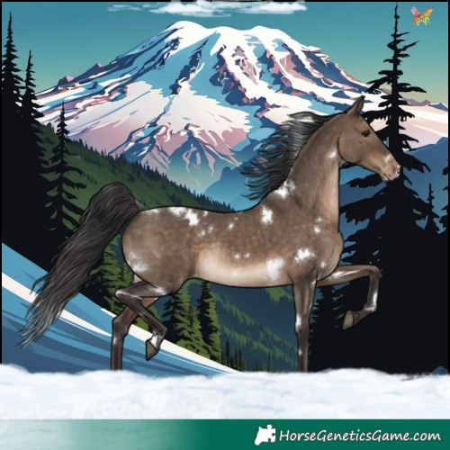 Horse Color:White Spotted Brown Dun Appaloosa Rabicano 