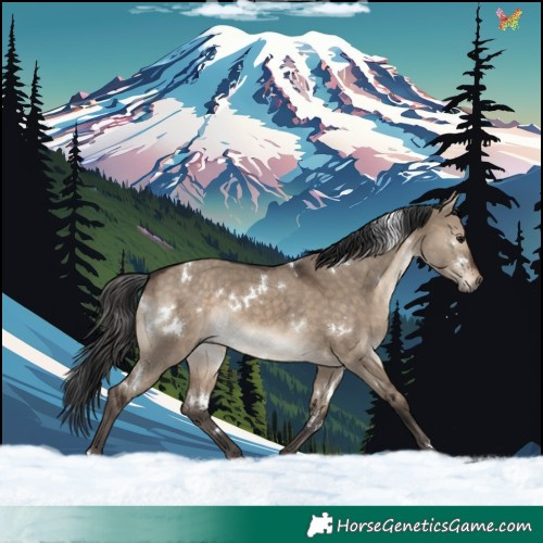 Horse Color:White Spotted Brown Dun