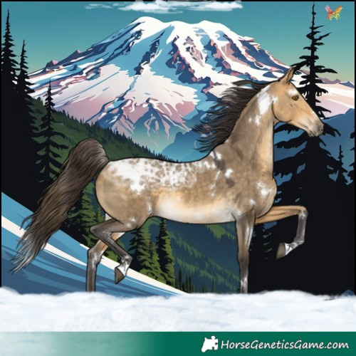 Horse Color:White Spotted Buckskin Ice Dun Rabicano