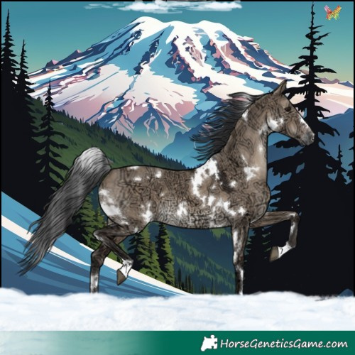 Horse Color:White Spotted Brown Ice Dun 