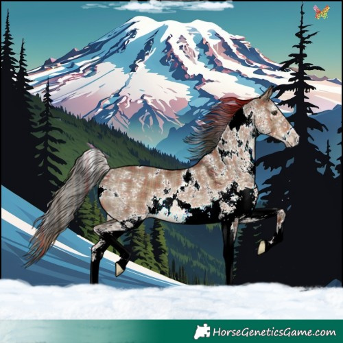 Horse Color:Plaid White Spotted Liver Red Dun Rabicano
