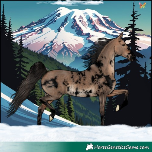 Horse Color:Void White Spotted Bay Dun Rabicano