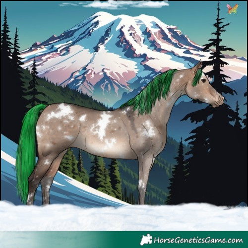 Horse Color:Painted White Spotted Bay Dun Rabicano