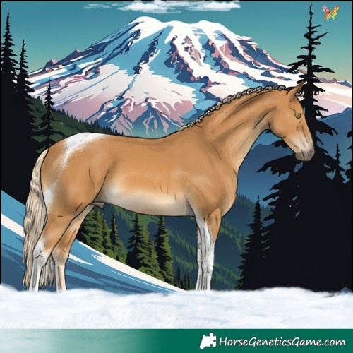Horse Color:Palomino Tobiano 