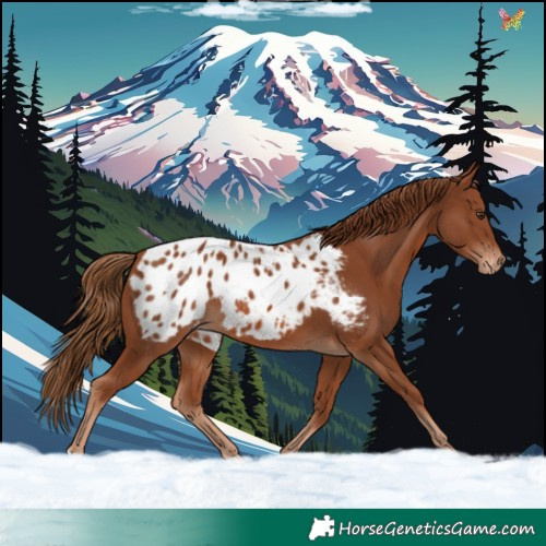 Horse Color:Chestnut Blanket 