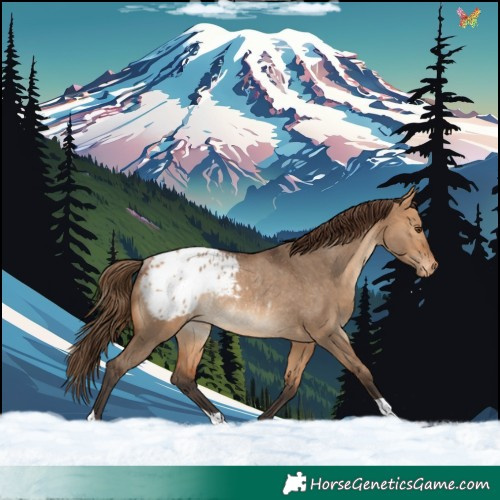 Horse Color:Bay Dun Appaloosa Rabicano