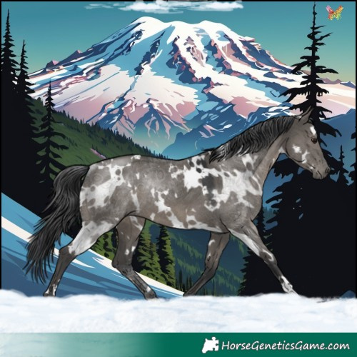 Horse Color:White Spotted Grullo Rabicano 