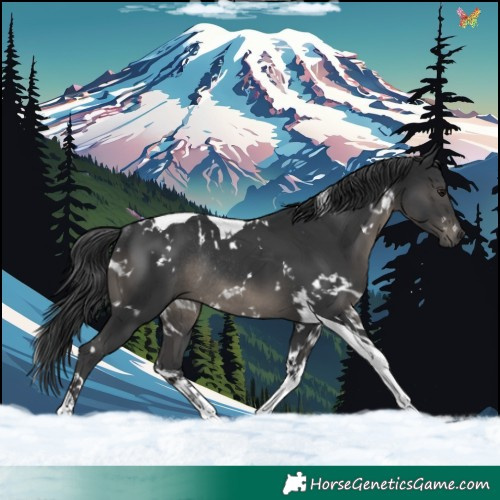 Horse Color:White Spotted Black Tobiano Rabicano