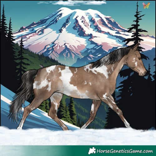 Horse Color:White Spotted Liver Red Dun