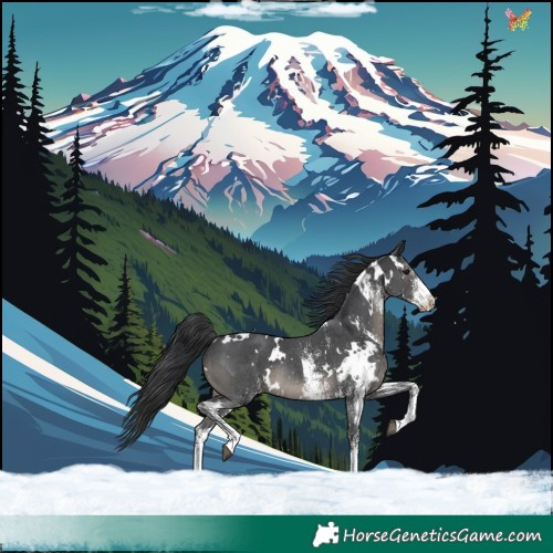 Horse Color:White Spotted Black Rabicano