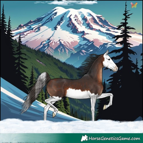 Horse Color:Bay Splash 