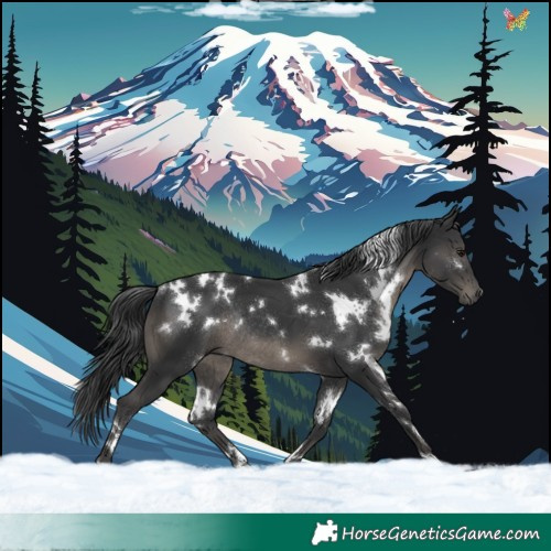 Horse Color:White Spotted Black Rabicano