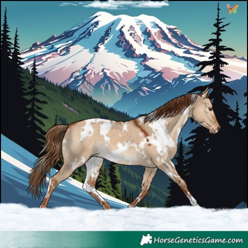 Horse Color:White Spotted Red Dun 