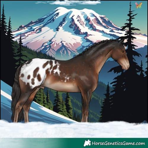 Horse Color:Liver Chestnut Appaloosa
