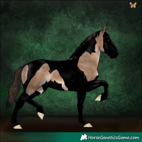 Horse Color:Void Liver Red Dun Splash Tobiano 