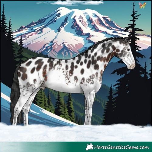 Horse Color:White Spotted Brown Near Leopard 