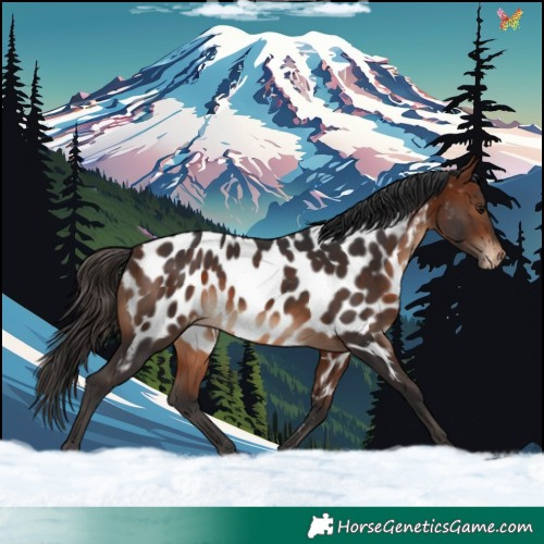 Horse Color:Bay Appaloosa 