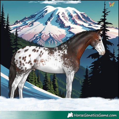 Horse Color:White Spotted Bay Appaloosa 