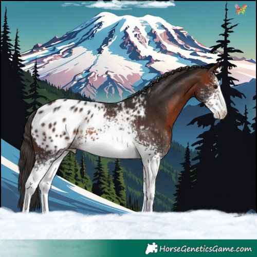 Horse Color:White Spotted Bay Blanket 