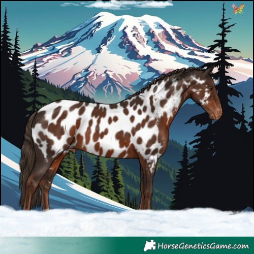 Horse Color:Liver Chestnut Appaloosa 