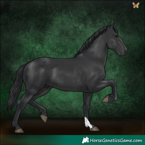 Horse Color:Black 