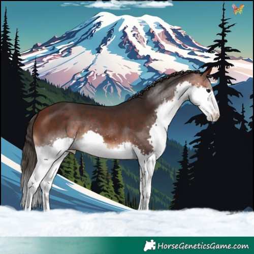 Horse Color:Bay Splash 