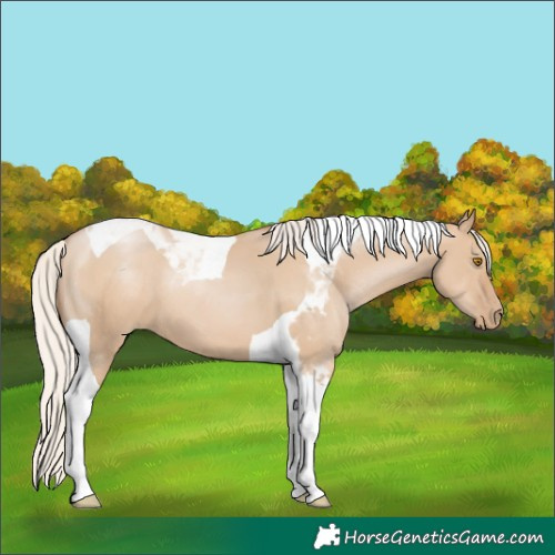 Horse Color:Unknown 