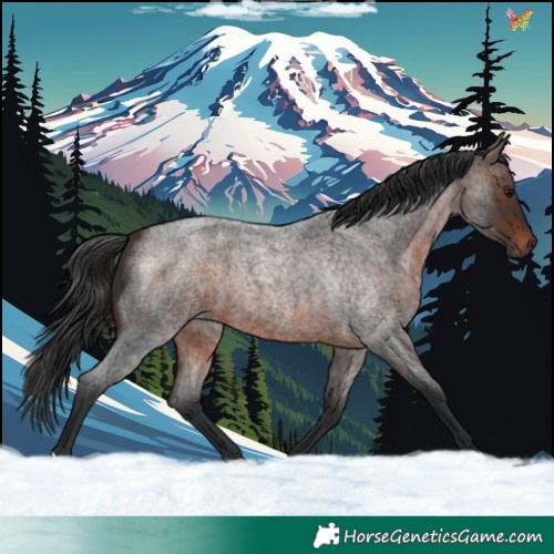 Horse Color:Brown Roan 