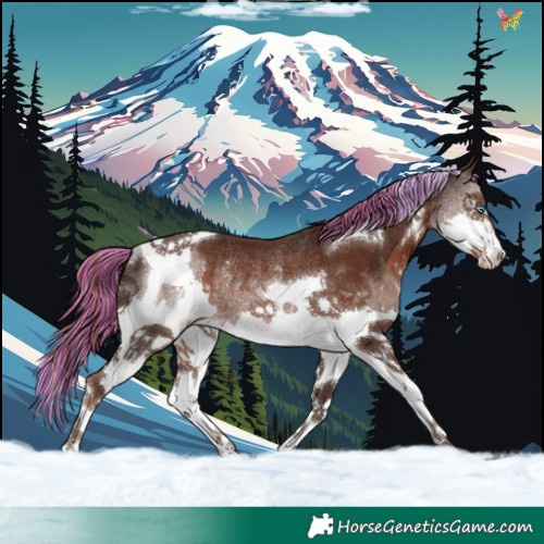 Horse Color:Painted Liver Chestnut Splash Tobiano Rabicano 
