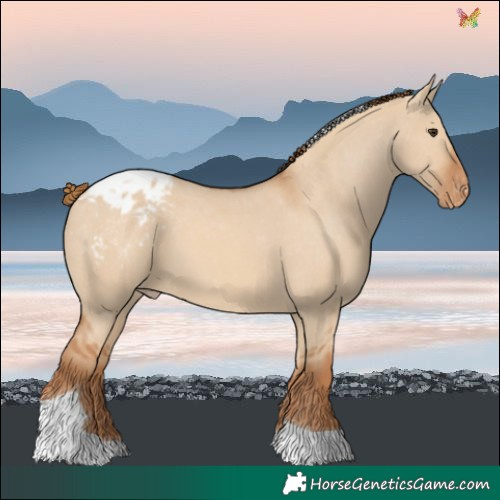 Horse Color:Red Dun Tobiano Blanket 
