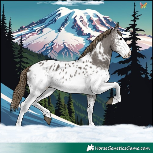 Horse Color:White Spotted Smoky Grullo Tobiano Appaloosa 