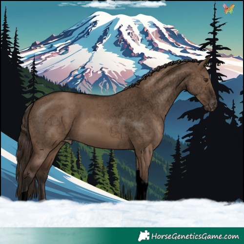 Horse Color:Void Liver Red Dun Tobiano Appaloosa 
